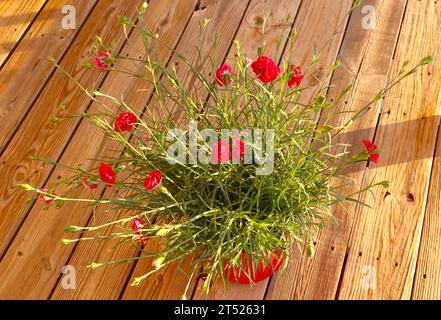 Red Carnations Growing in Pot Stock Photo