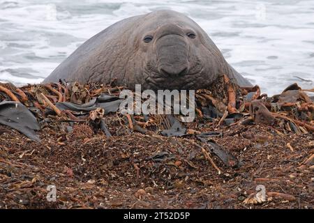 Adult male Southern Elephant Seal, Mirounga leonina, on a beach in The Falkland Islands. Stock Photo