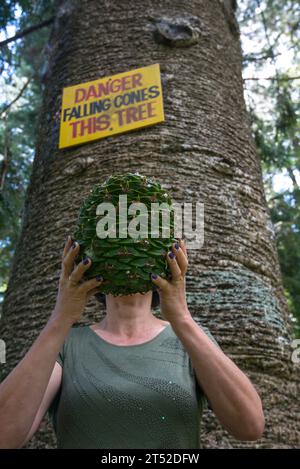 Woman holds a bunya pine cone in front of her head next to the large tree with a warning sign Stock Photo