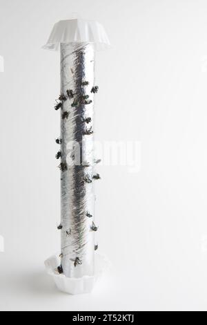 Sticky Fly trap Stock Photo