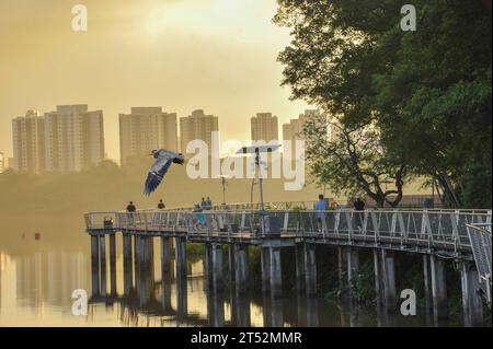 People doing morning exercise on boardwalk at Jurong Lake Gardens in the western part of Singapore. A grey heron is in flight. Stock Photo