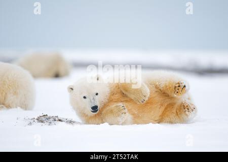 polar bear Ursus maritimus spring cub rolls around in the snow on during fall freeze up, Bernard Spit 1002 area ANWR Alaska Stock Photo