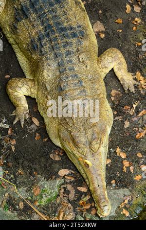 A resting false gharial at Singapore Zoo Stock Photo