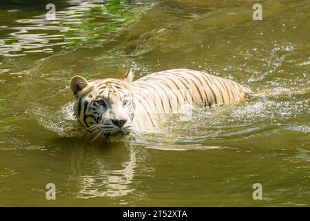 A white Bengal Tiger in the sunshine at Singapore Zoo Stock Photo