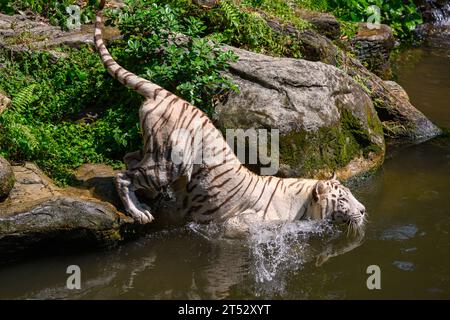 A white Bengal Tiger in the sunshine at Singapore Zoo Stock Photo