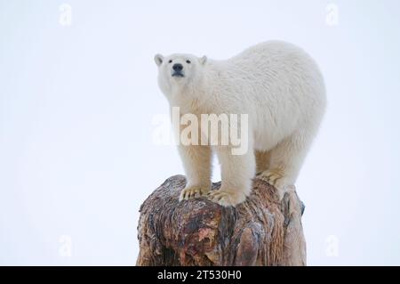 polar bear Ursus maritimus young bear stands atop a bowhead whale, Balaena mysticetus, carcass left along the arctic coast 1002 ANWR Kaktovik Alaska Stock Photo