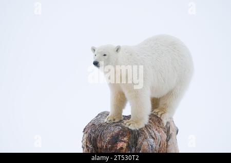 polar bear Ursus maritimus young bear stands atop a bowhead whale, Balaena mysticetus, carcass left along the arctic coast 1002 ANWR Kaktovik Alaska Stock Photo