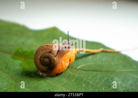 Snail crawling on green leaf on white wooden table with copy space Stock Photo