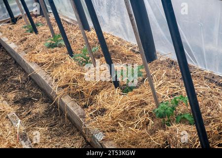 Early well-mulched tomato plant in a hoop tunnel hot house Stock Photo