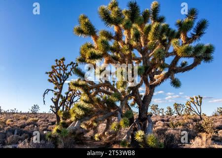 Joshua trees in the Mojave Desert outside Dolan Springs, Arizona, near the Grand Canyon. Winter sun casts long afternoon shadows. Stock Photo