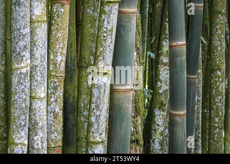 Close-up of big bamboo, Itatiaia, Rio de Janeiro, Brazil Stock Photo