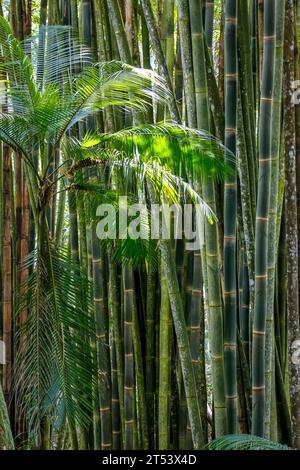Bamboo forest and palm tree leaves in sunlight, Itatiaia, Rio de Janeiro, Brazil Stock Photo