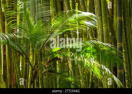 Bamboo forest and palm tree leaves in sunlight, Itatiaia, Rio de Janeiro, Brazil Stock Photo