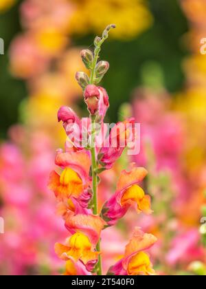 Pink flowers in the garden called Snapdragon or Antirrhinum majus or Bunny rabbits. Pink antirrhinum or dragon flowers or snapdragons in the outdoors. Stock Photo