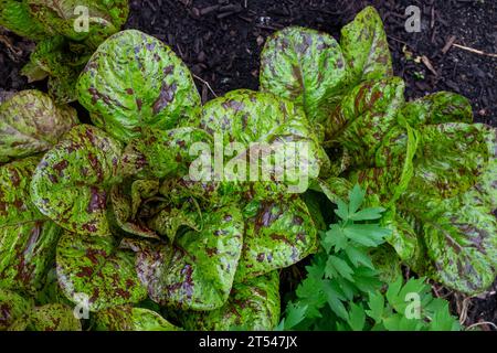 The romaine/cos type lettuce know as Flashy Trout Back with its wine coloured speckled leaves Stock Photo