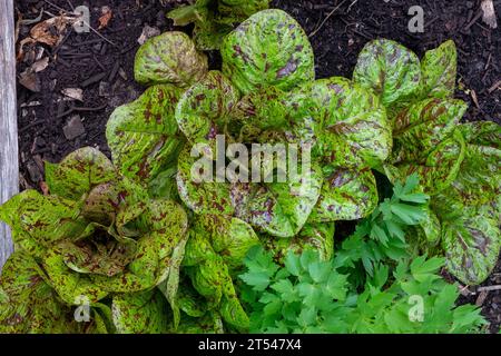 The romaine/cos type lettuce know as Flashy Trout Back with its wine coloured speckled leaves Stock Photo