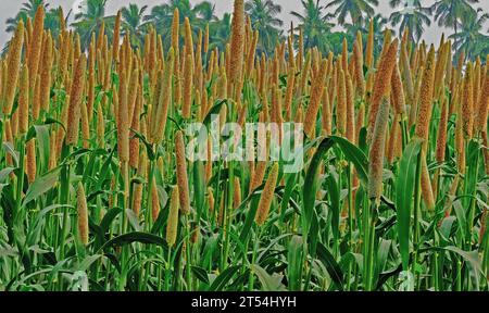 Pearl millet grown in a field with coconut trees in  the backdrop Stock Photo