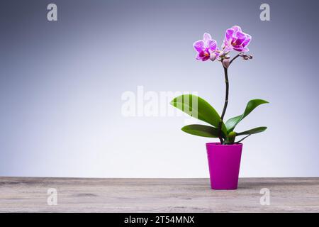 Beautiful purple orchid in flower pot on wooden table. Stock Photo