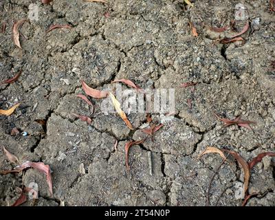 Dry leaves of Acacia plants on the tropical forest floor. Natural Background. Stock Photo