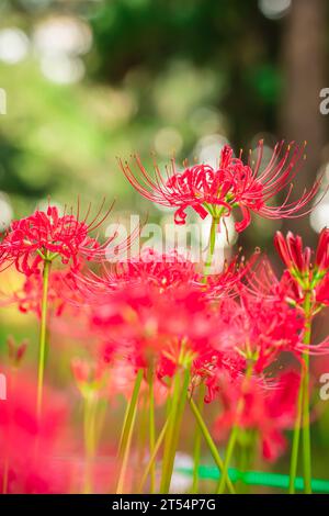 Lycoris radiata (Red spider lily) in Murakami Green Space Park Stock Photo