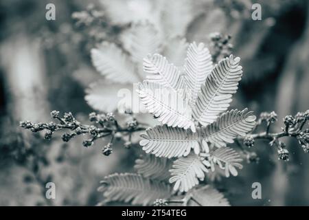 Close-up view of small grey leaves Stock Photo