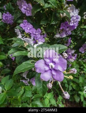 Closeup view of clusters of purple flowers of tropical shrub brunfelsia pauciflora aka yesterday today and tomorrow or kiss me quick in outdoor garden Stock Photo