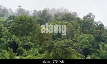 Scenic landscape with low clouds and mist on tropical forest during monsoon season, Chiang Dao, Chiang Mai, Thailand Stock Photo