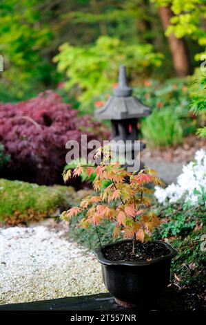 Japanese maple, Acer shirasawanum "Moonrise" in the Moulin de la Lande Japanese garden, Brittany, France Stock Photo
