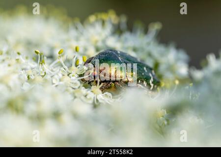 Green Rose Chafer (Cetonia aurata) on Common hogweed (Heracleum sphondylium) flower head, Loire-Atlantique, France Stock Photo
