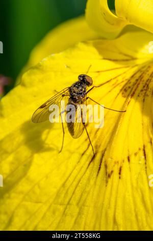 Male Black Snipe fly (Chrysopilus cristatus) on Yellow Iris (Iris pseudacorus) flower, Loire-Atlantique, France Stock Photo