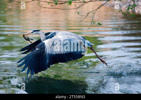 Grey Heron (Ardea cinerea) predation on a duckling, young Mallard predated by a Grey Heron, Haut- Stock Photo