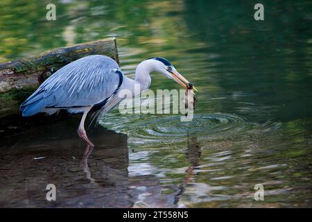Grey Heron (Ardea cinerea) predation on a duckling, young Mallard predated by a Grey Heron, Haut- Stock Photo