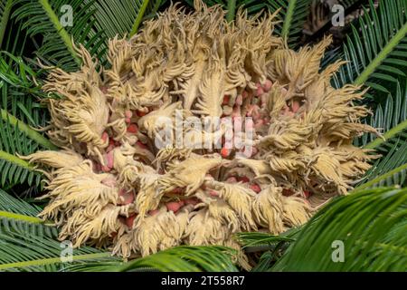 Japanese sago palm (Cycas revoluta) female cone Stock Photo