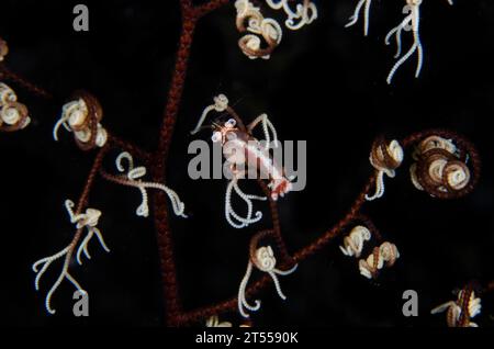 Basket Star Shrimp (Lipkemenes lanipes) with eggs of internal parasitic isopod (Bopyridae Family) in the shrimp's gill chamber in Giant Basket Star (A Stock Photo
