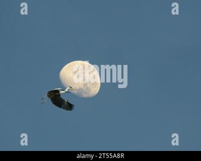 Grey heron and day moon with blue sky background. Grey herons are commonly sighted near Jurong Lake in the western part of Singapore. Stock Photo