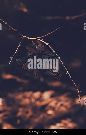 The spider's web in the early morning with dew Stock Photo