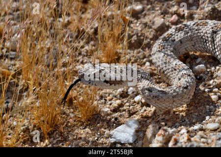 Horned rattlesnake, Sidewinder, (Crotalus cerastes), S.W USA, N. Mexico Anza-Borrego desert, Californie Stock Photo