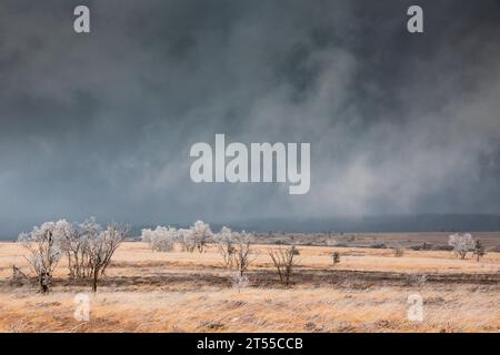 Peat bog landscape with frost-covered birch and molinias under a stormy sky, Hautes Fagnes Nature Reserve, Ardennes, Belgium Stock Photo