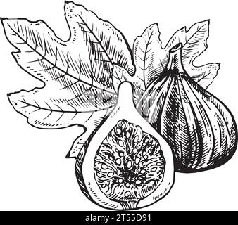 Fig fruit illustration. Engraved style illustration. Vintage sketch fruit. Vector illustration Stock Vector