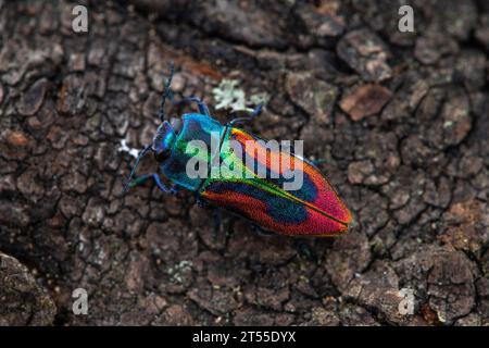 Jewel beetle (Anthaxia candens), female, Montpellier, France Stock Photo