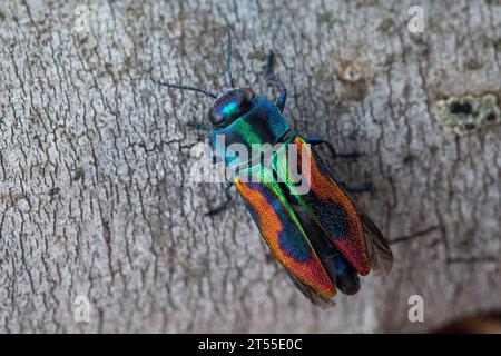 Jewel beetle (Anthaxia candens), female, Montpellier, France Stock Photo