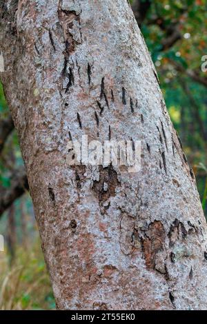 Sal (Shorea robusta), tiger (Panthera tigris bengalensis) claw marks on trunk, territory marking, Forest, Bardia or Bardiya National Park, Terai regio Stock Photo