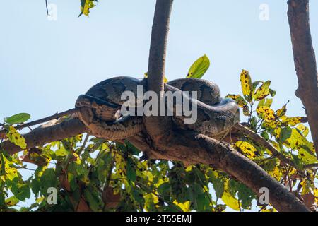 Indian Python or Asiatic Rock Python (Python molurus), Resting in a tree near a waterhole, Forest, Bardia or Bardiya National Park, Terai region, Nepa Stock Photo