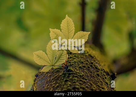 green tree leaves in the nature in springtime Stock Photo
