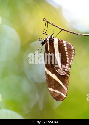 Zebra Longwing (Heliconius charithonia) on a twig on Utila Island, Honduras Stock Photo