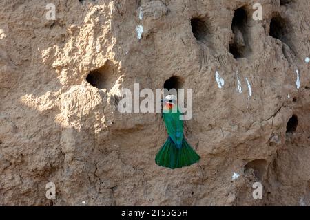 White-fronted bee-eater (Merops bullockoides), Zambezi River, Lower Zambezi national Park, Zambia, Africa Stock Photo