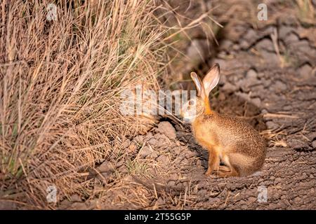 Scrub hare (Lepus saxatilis), Kafue natioinal Park, Zambia, Africa Stock Photo