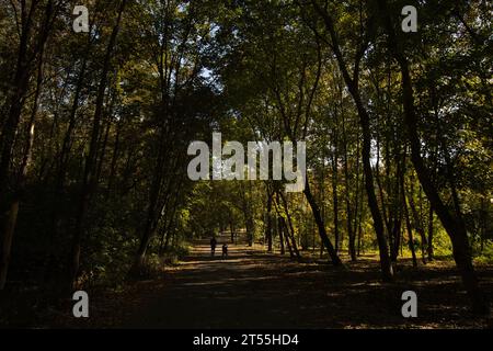 paved path in a park area among tall green trees, yellow leaves on the ground Stock Photo