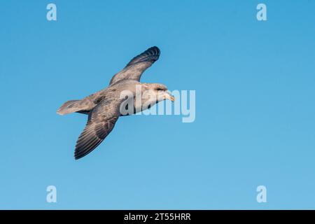 Dark Northern Fulmar (Fulmarus glacialis) in flight in the blue sky of Isfjord, Spitsbergen, Svalbard archipelago Stock Photo
