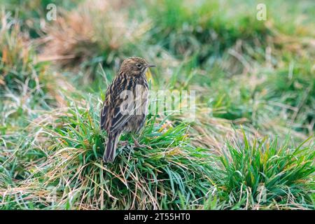 South Georgia Pipit (Anthus antarcticus) on a clump of grass in Grytviken, South Georgia. Stock Photo